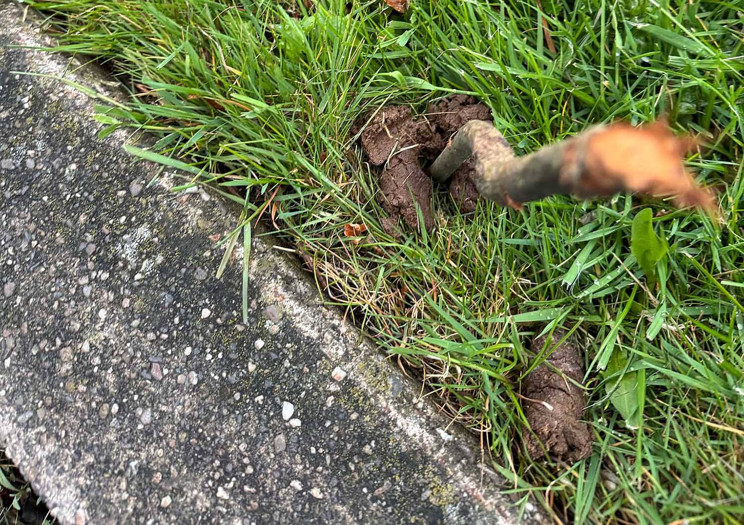 250416 Akkrum Leppedyk hondenstront 2